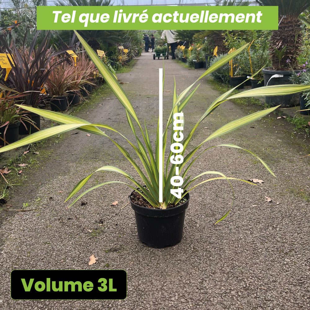 Phormium Yellow Wave - Volume 3L / 40-60cm