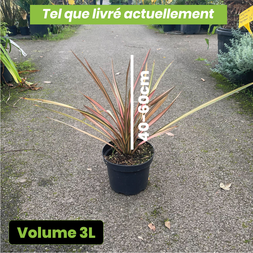 Phormium Flamingo - Volume 3L / 40-60cm