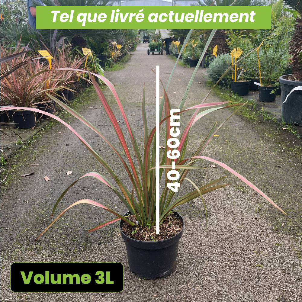 Phormium Jester Emerald Pink - Volume 3L / 40-60cm