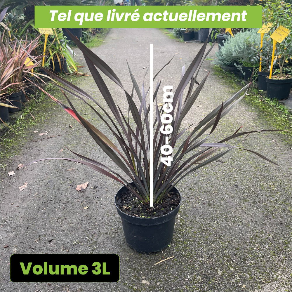 Phormium Platts Black - Volume 3L / 40-60cm