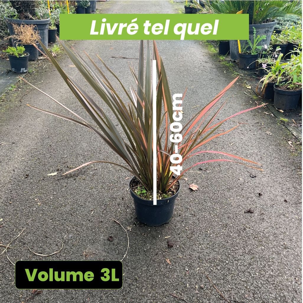Phormium Rainbow Sunrise - Lin de Nouvelle-Zélande - Volume 3L / 40-60cm