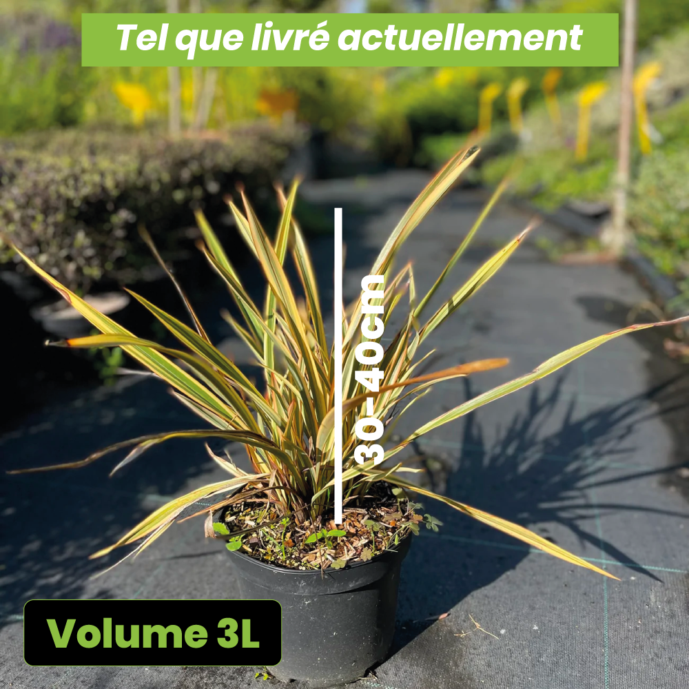 Phormium golden ray - Volume 3L / 30-40cm