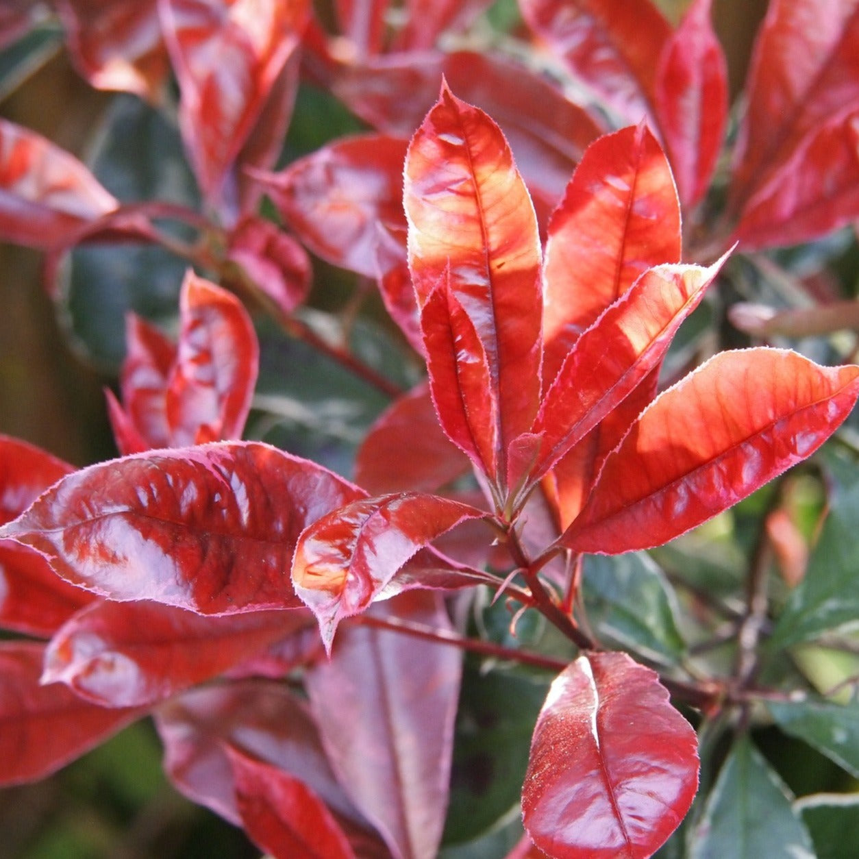 Photinia Fraseri Louise - Volume 3L /3-50cm