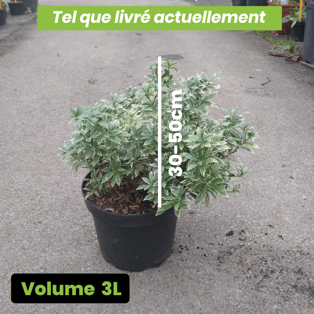Pieris Japonica Little Heat Variegata - Volume 3L / 30-50cm