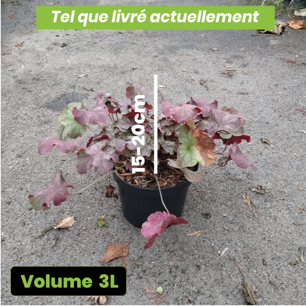 Heuchera Pinot Gris - Volume 3L / 15-20cm