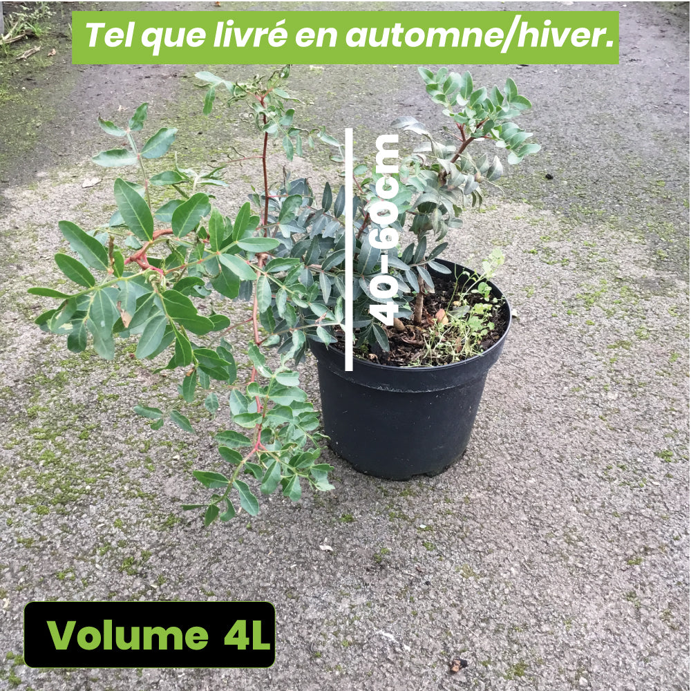 Pistacia Lentiscus - Volume 4L / 40-60cm