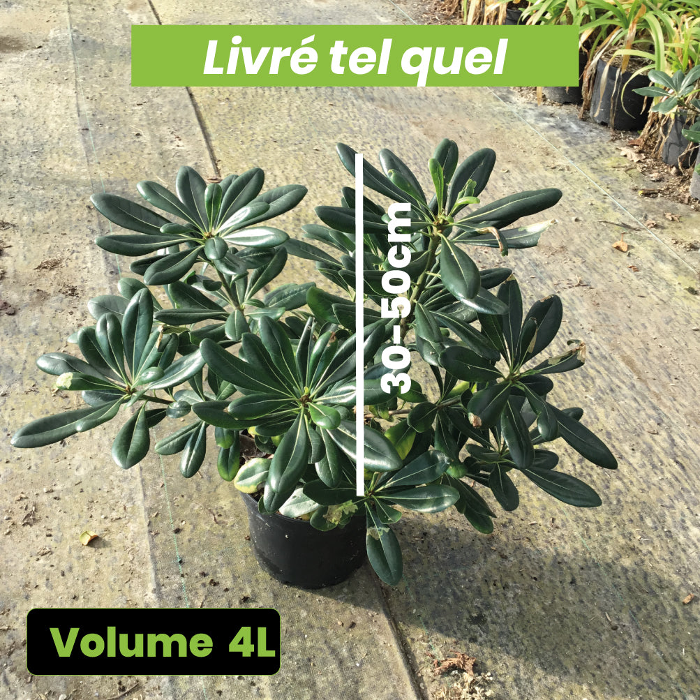Pittosporum Tobira - Pittospore du Japon - Volume 4L / 30-50cm