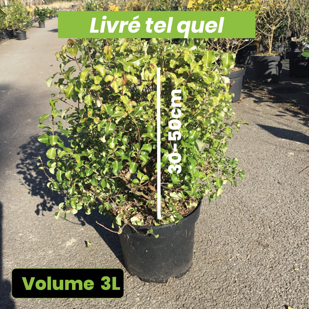 Pittosporum Tenuifolium Gold Star - Volume 3L / 30-50cm