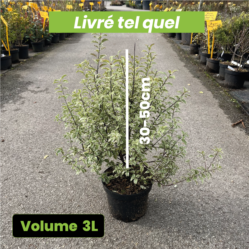 Pittosporum Tenuifolium "Silver Magic" - Pittospore à petites feuilles - Volume 3L / 30-50cm