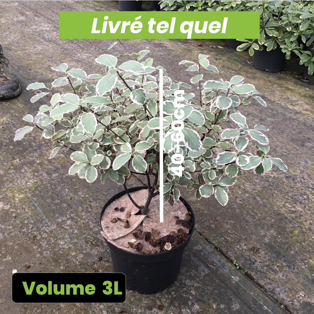 Pittosporum Garnettii - Volume 3L / 40-60cm