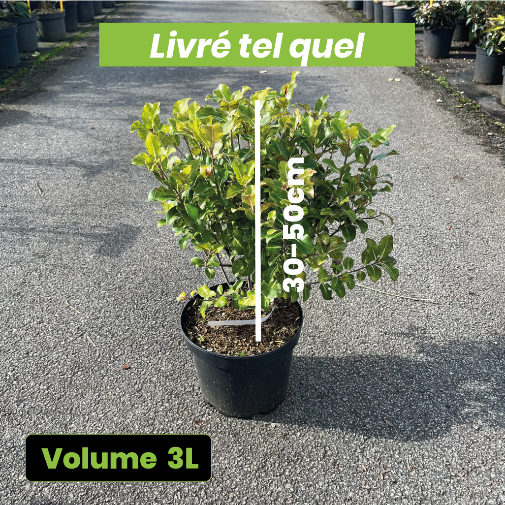 Pittosporum Tenuifolium Cap Sizun - Volume 3L / 30-50cm
