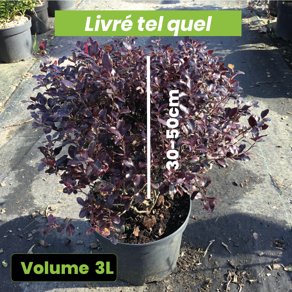 Pittosporum Tenuifolium 'Tom Thumb' - Pittosporum à petites feuilles - Volume 3L / 30-50cm