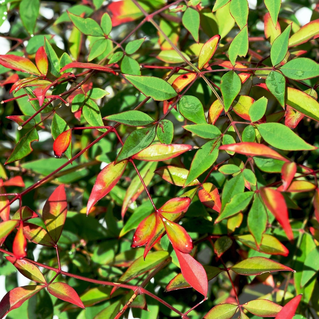 Nandina domestica - Volume 3L / 30-40cm