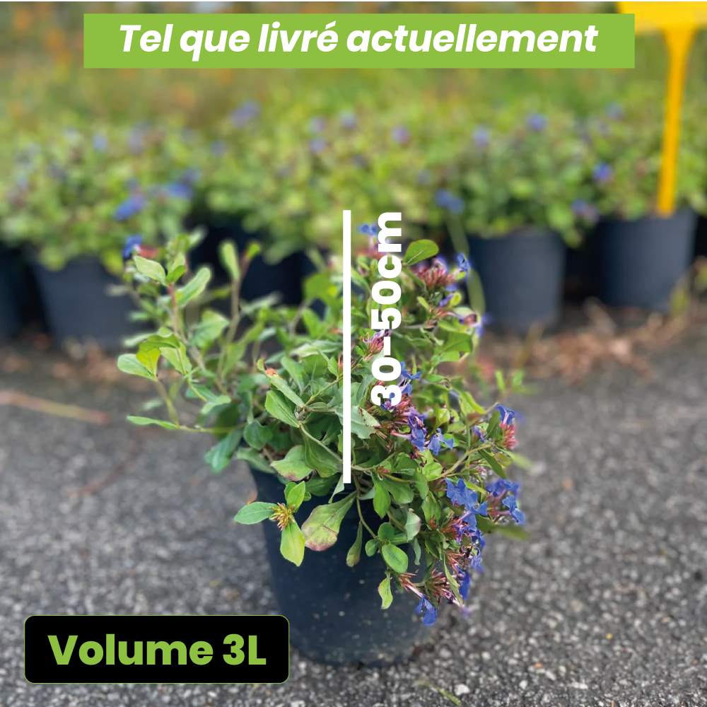 Ceratostigma plumbaginoides - Volume 3L / 30-50cm