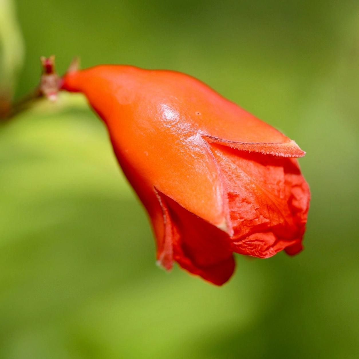 Punica Granatum Nana Chico - Volume 2L / 15-20cm