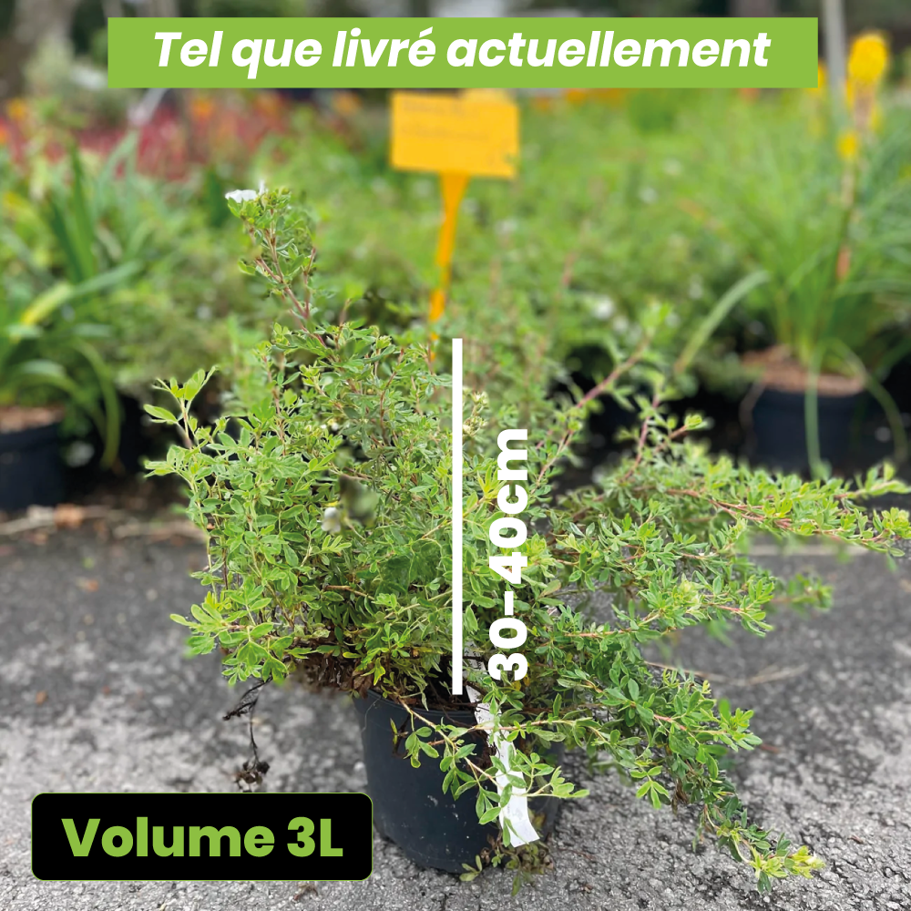 Potentilla x abbodswood - Volume 3L / 30-40cm