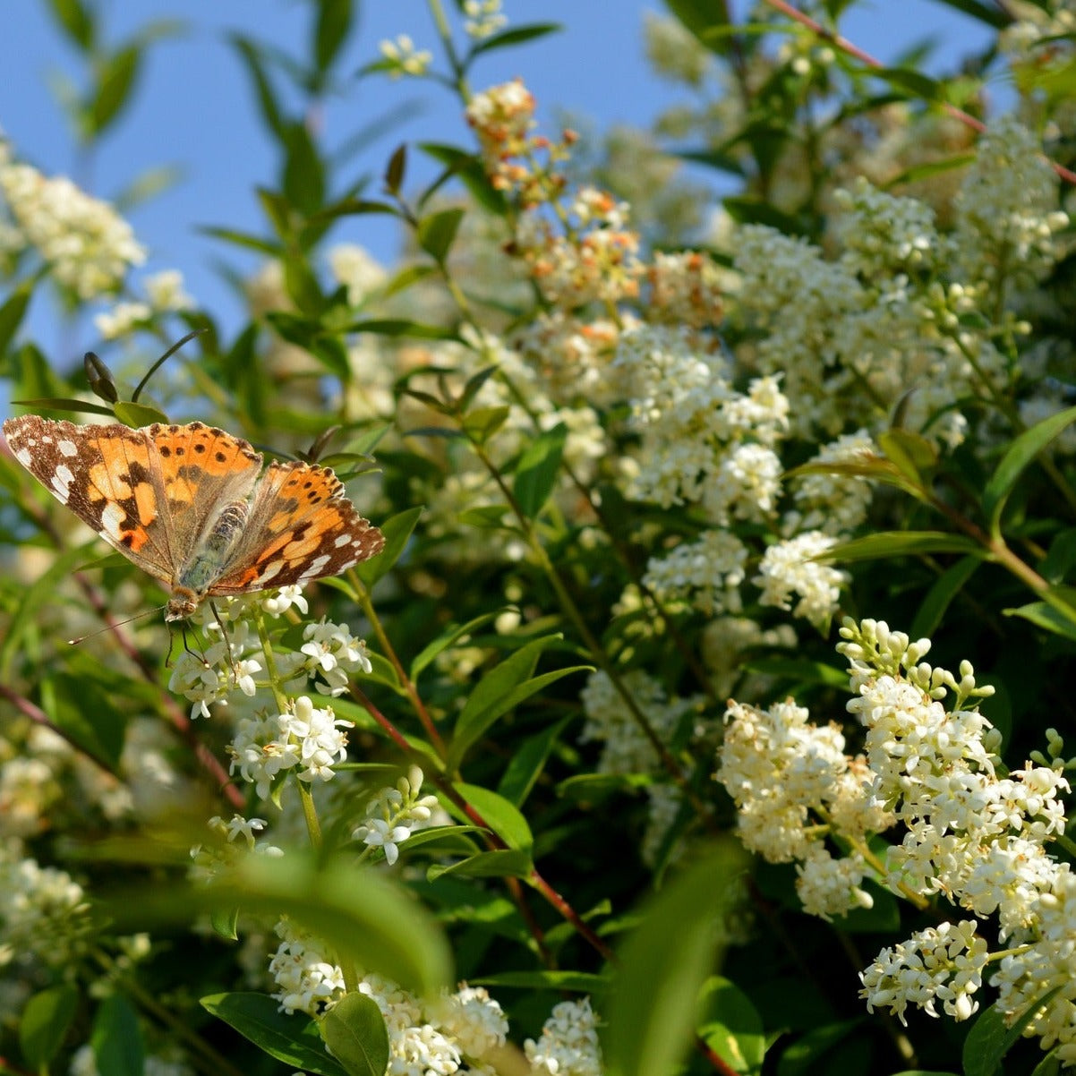 Ligustrum Lucidum - Volume 3L / 30-40cm