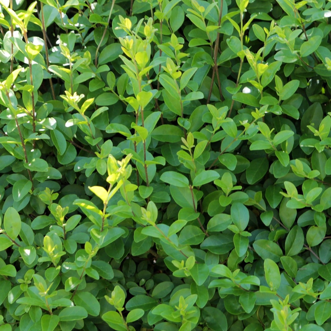 Ligustrum Vulgare - Troène commun - Volume 3L / 40-60cm