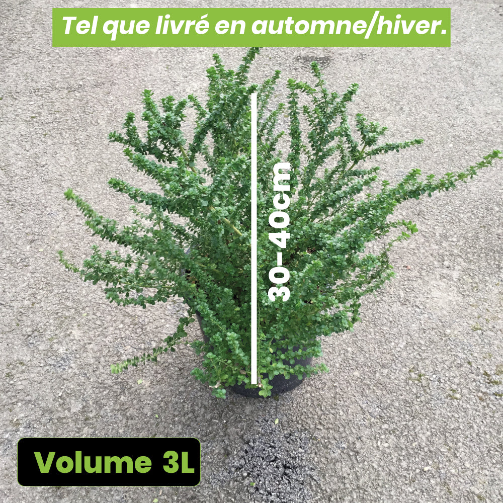 Prostanthera Cunneata - Menthe Australienne - Volume 3L / 30-40cm