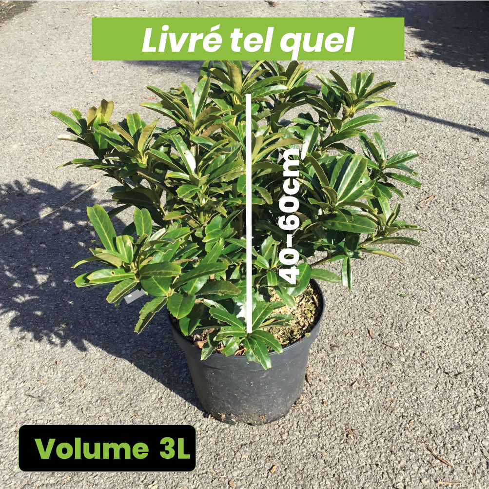 Prunus Laurocerasus Sofia - Volume 3L / 40-60cm