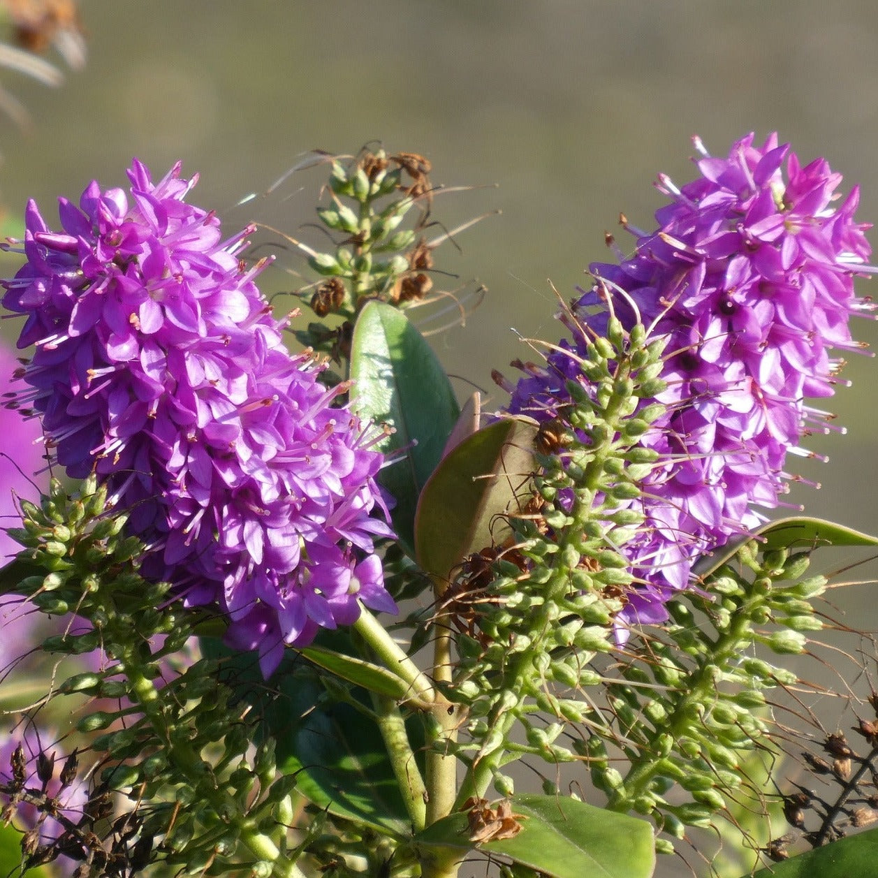 Hebe Miss Winder - Volume 3L / 30-40cm