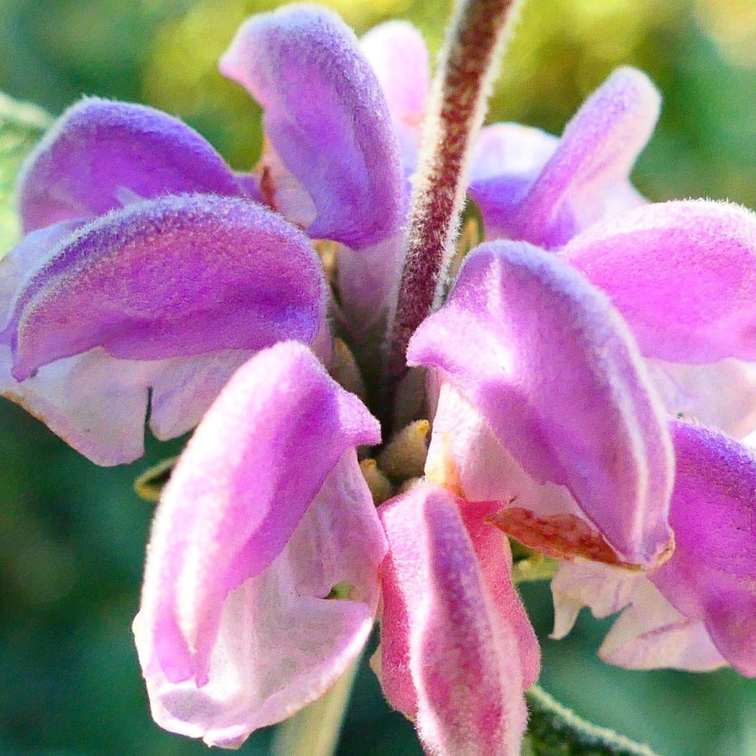 Phlomis Fruticosa Purpurea - Sauge de Jérusalem pourpre - Volume 3L / 30-50cm