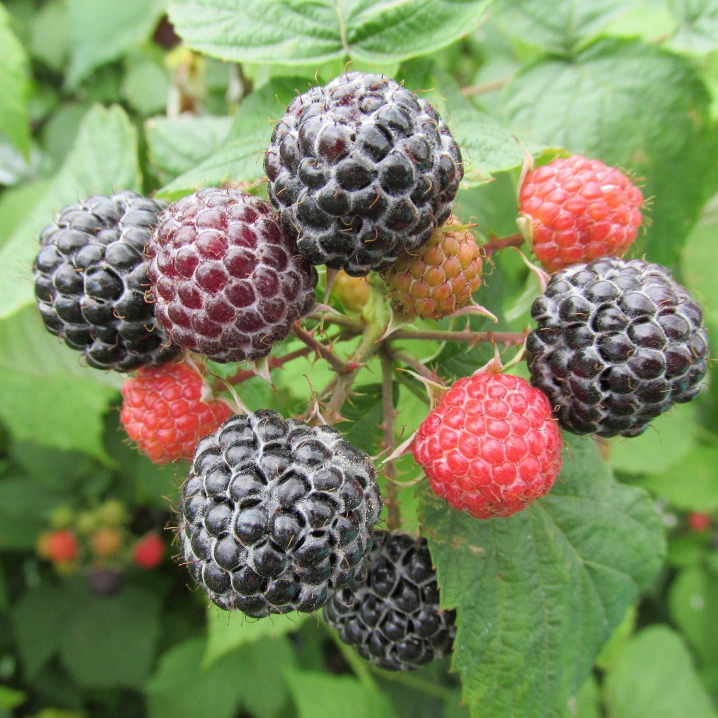 Rubus Idaeus Glen Coe - Framboisier non remontant - Volume 3L / 30-50cm