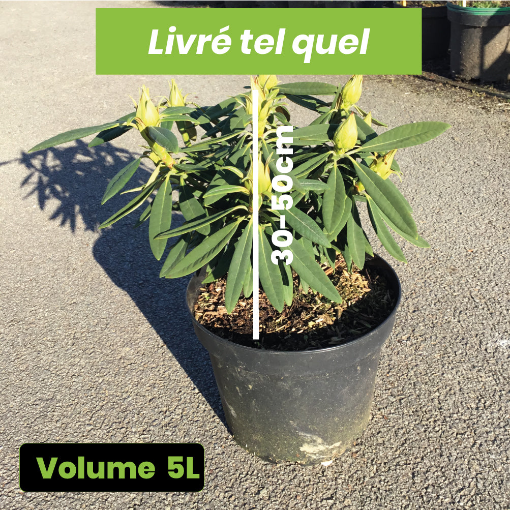 Rhododendron x "Anna" - Volume 5L / 30-50cm
