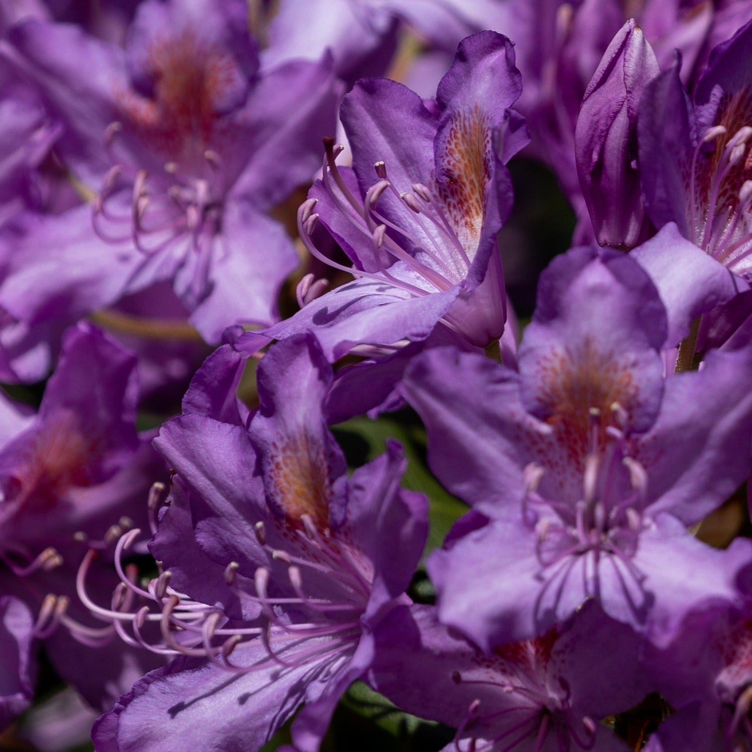 Rhododendron ponticum - Volume 4L / 40-60cm