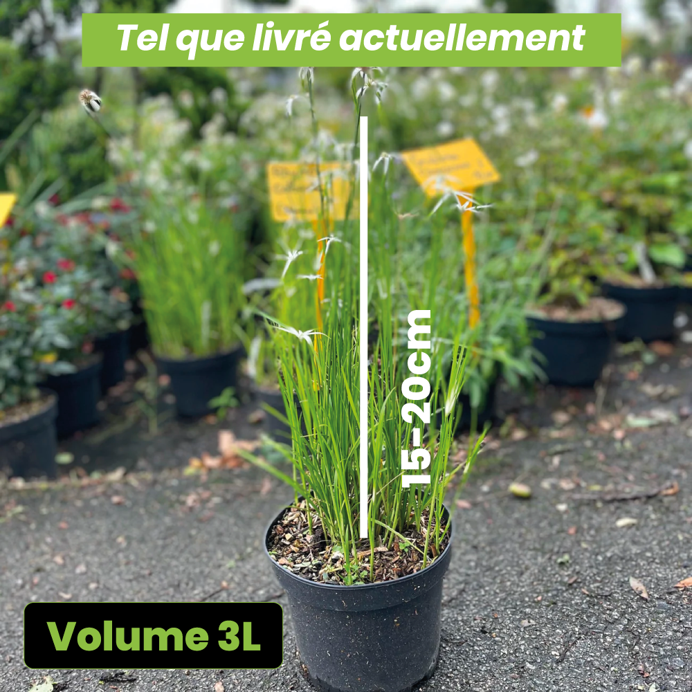 Rhynchospora colorata - Volume 3L / 15-20cm