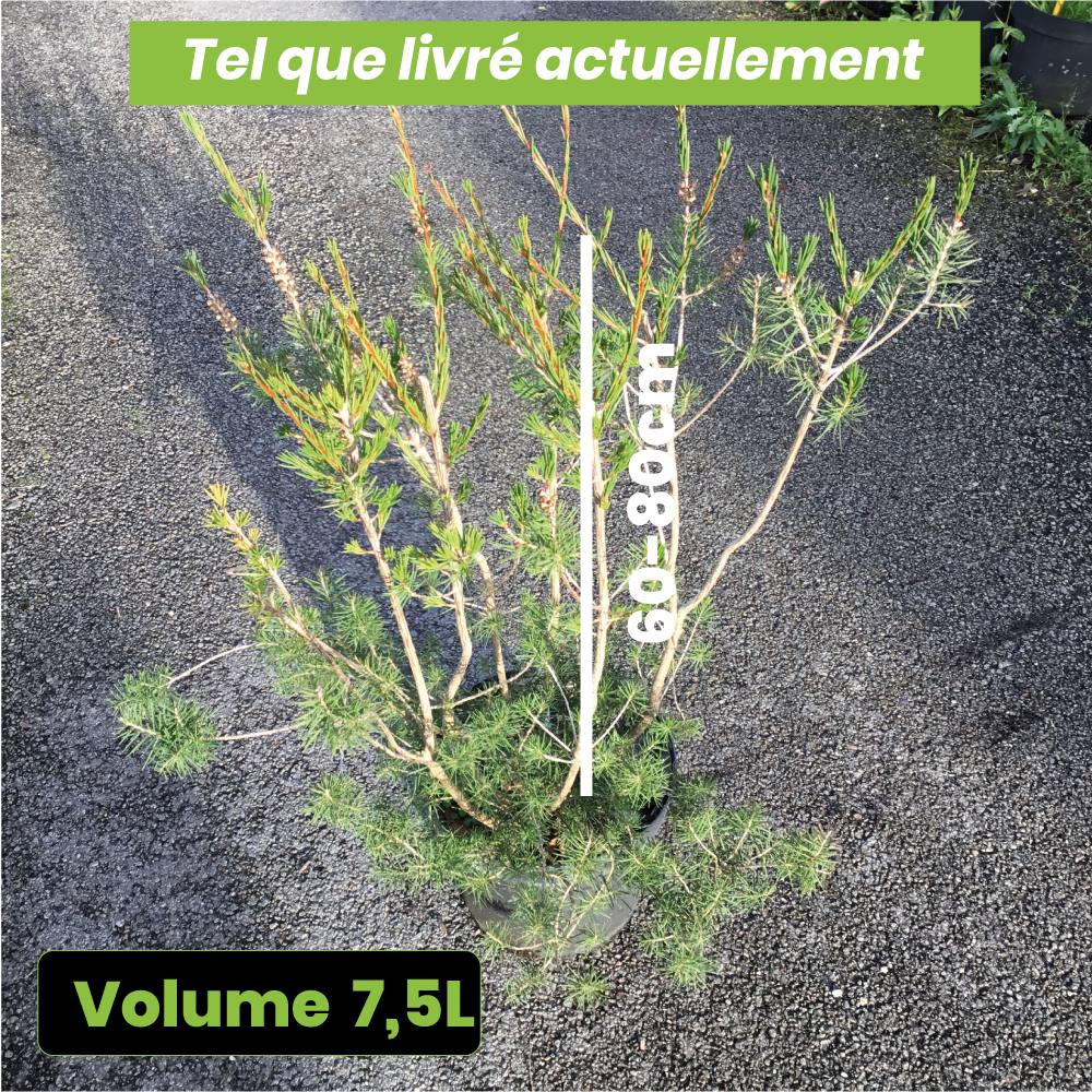 Callistemon Sieberi Widdicomb Gem - Rince-bouteille