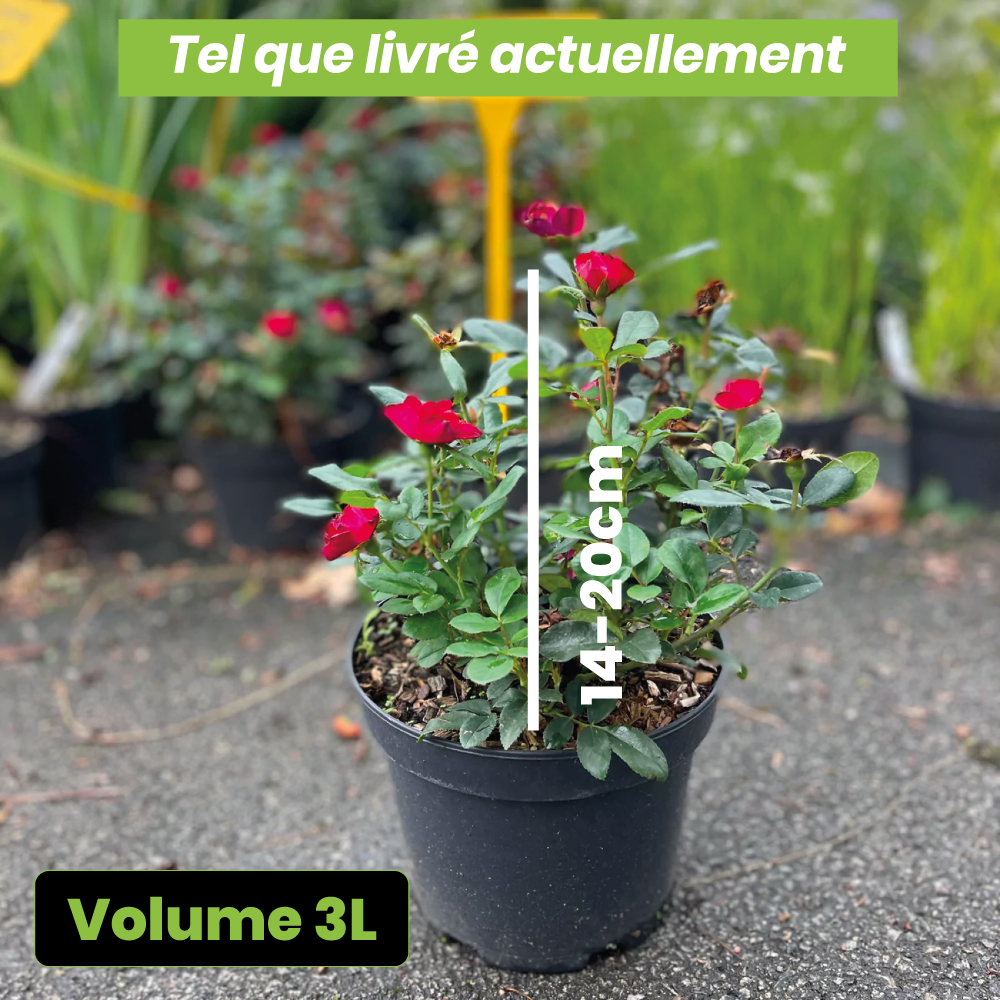 Rosa zepeti "meibenbino" - Volume 3L / 15-20cm