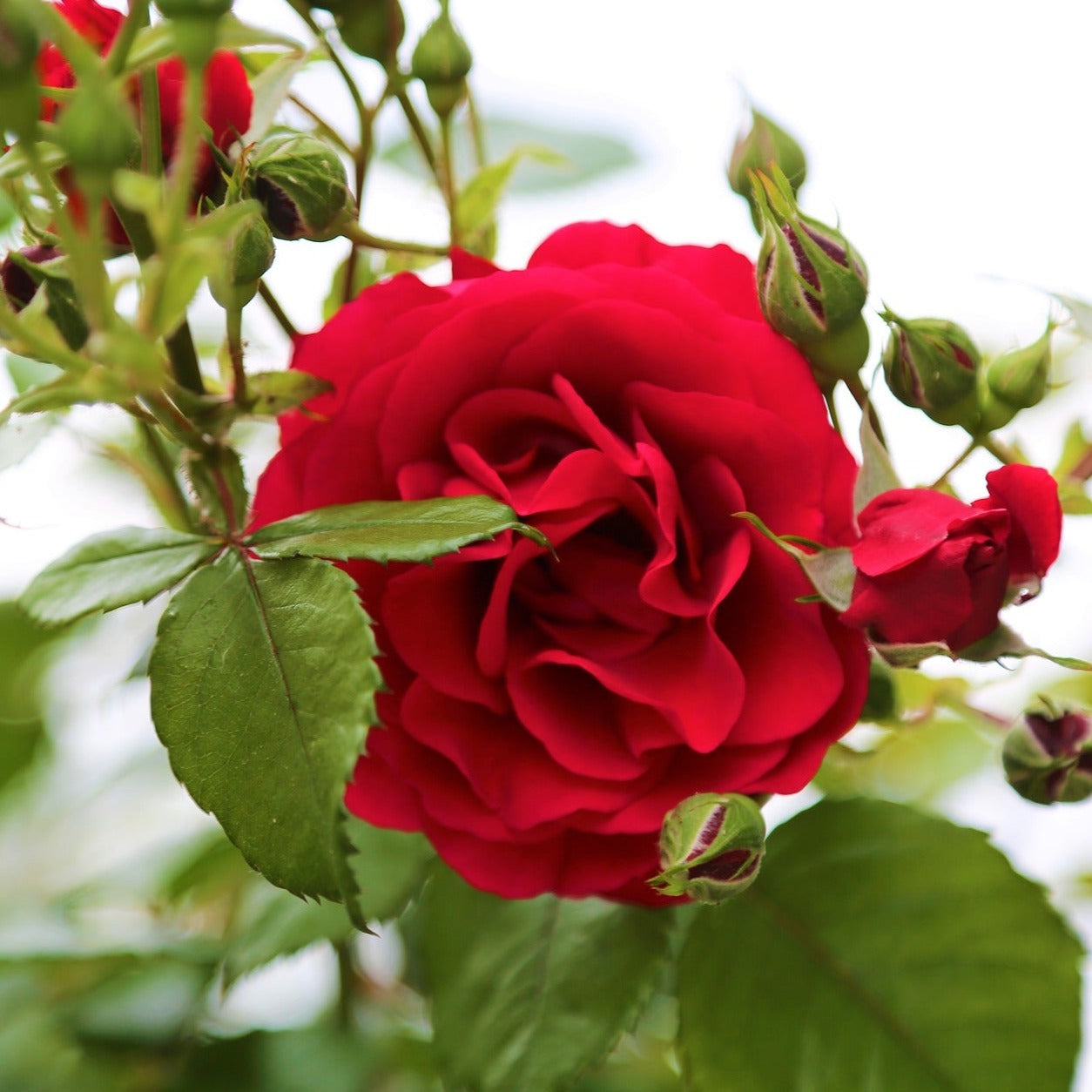 Rosa zepeti "meibenbino" - Volume 3L / 15-20cm