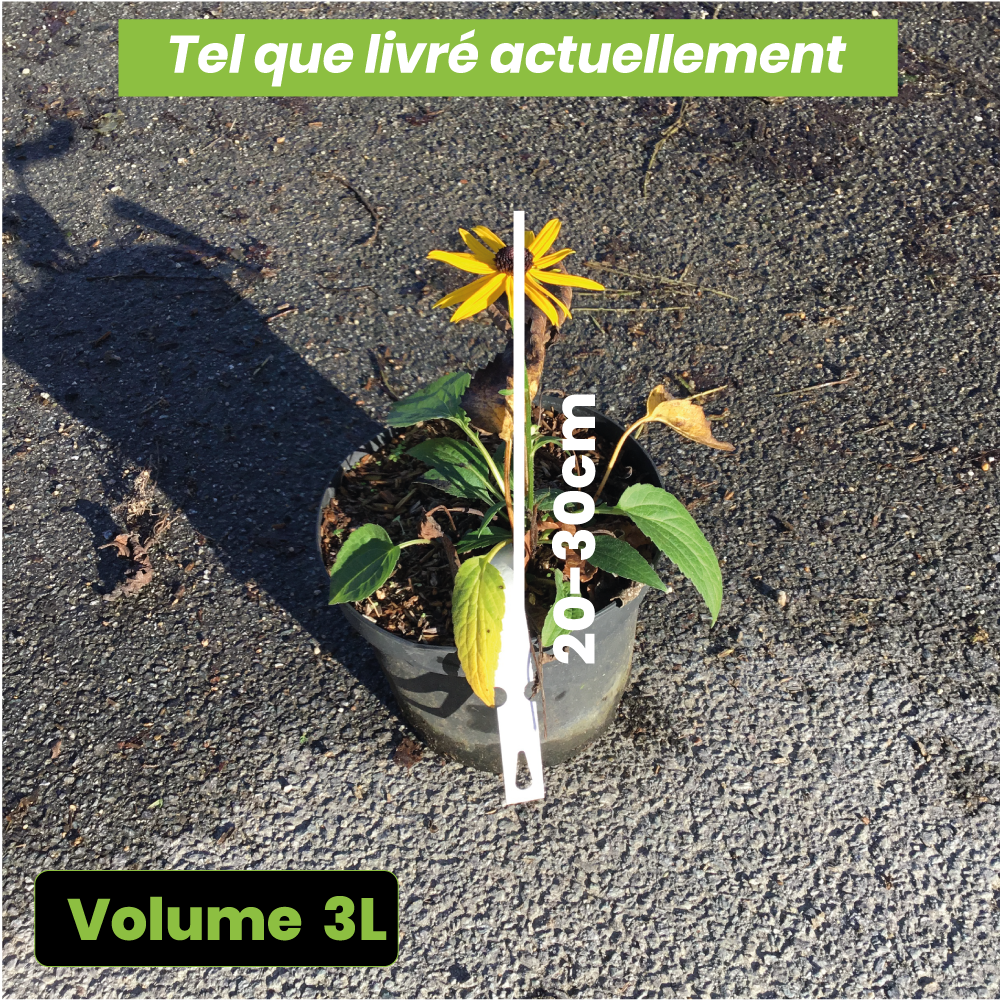 Rudbeckia Fulgida Goldstrum - Rudbeckie lumineuse - Volume 3L / 20-30cm