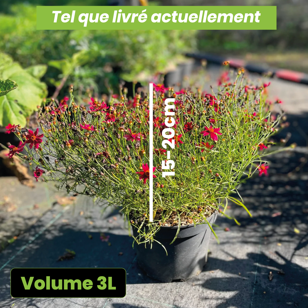 Coreopsis verticillata "ruby red" - Volume 3L / 15-20cm