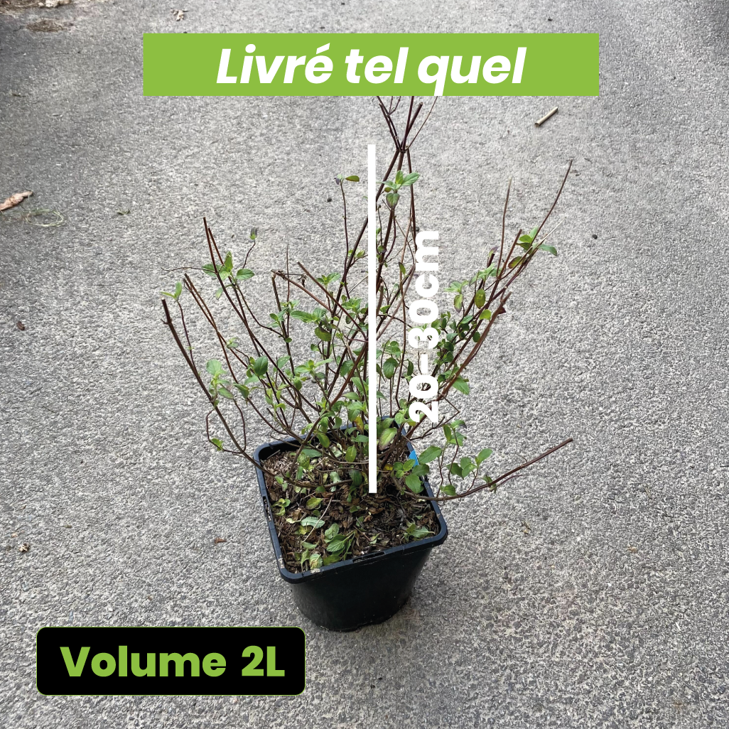 Salvia microphylla "hot lips" - Volume 2L / 20-30cm