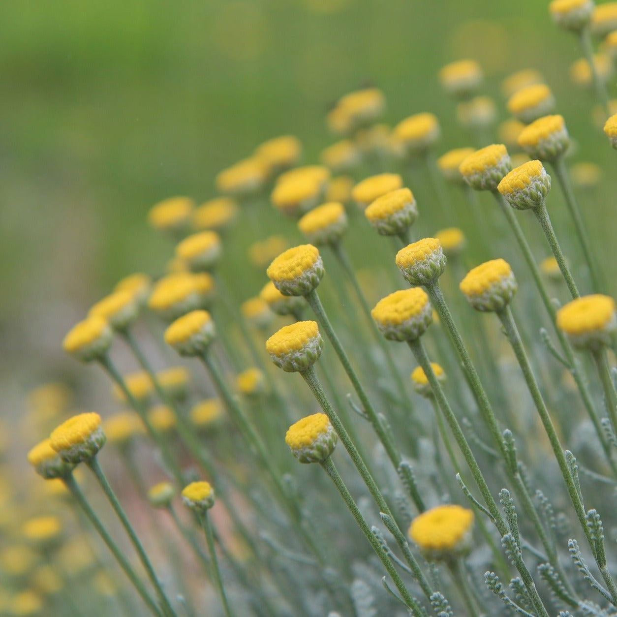 Santolina Virens - Santoline à feuilles de romarin - Volume 3L / 30-40cm