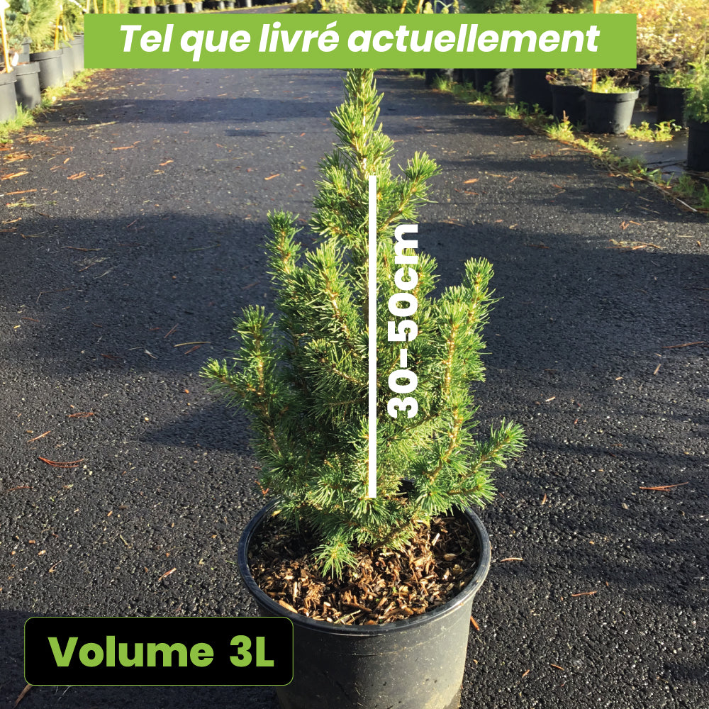 Picea Glauca Conica - Volume 3L / 30-50cm