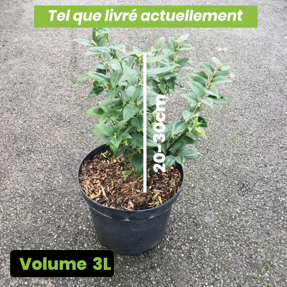 Sarcococca Ruscifolia - Volume 3L / 20-30cm