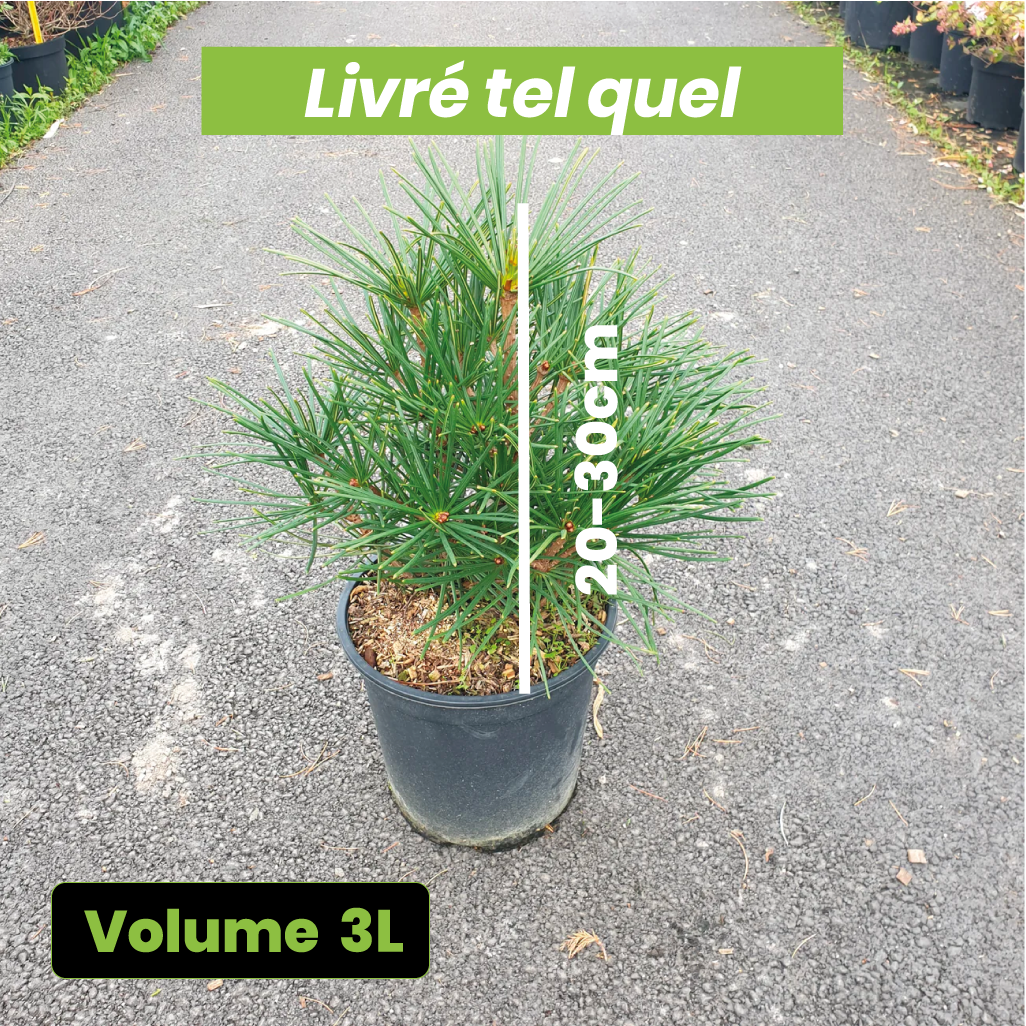 Sciadopyitys verticillata - Volume 3L / 20-30cm