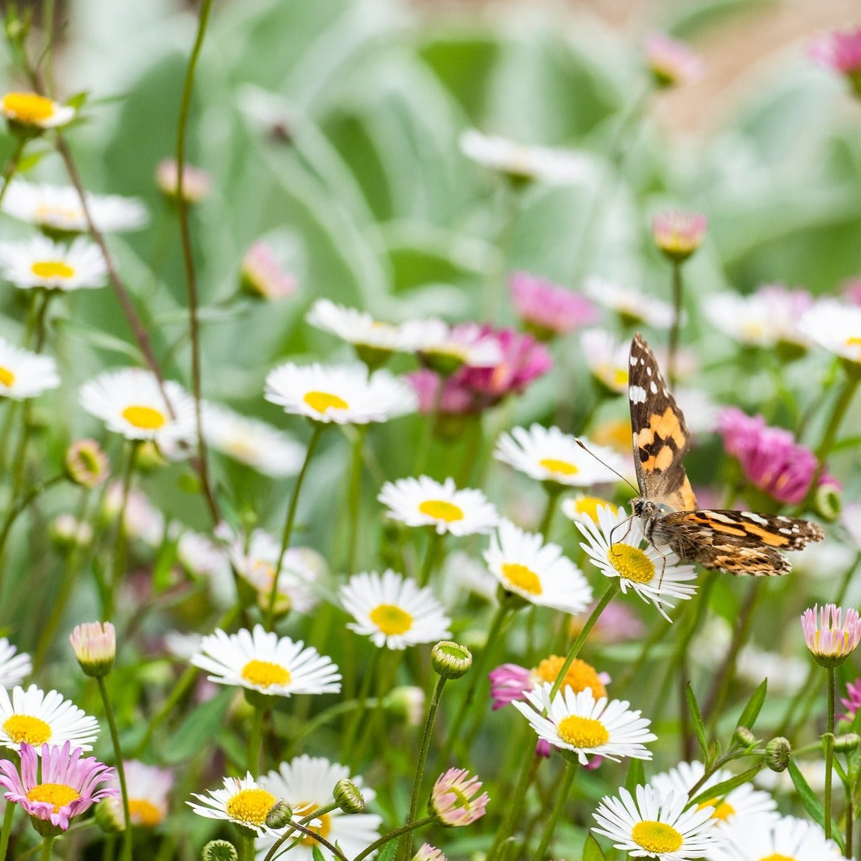 Erigeron mucronatus (karvinskianus)