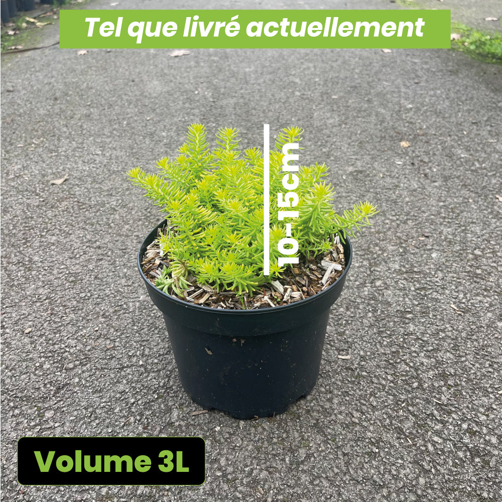 Sedum Reflexum Angelina - Volume 3L / 10-15cm