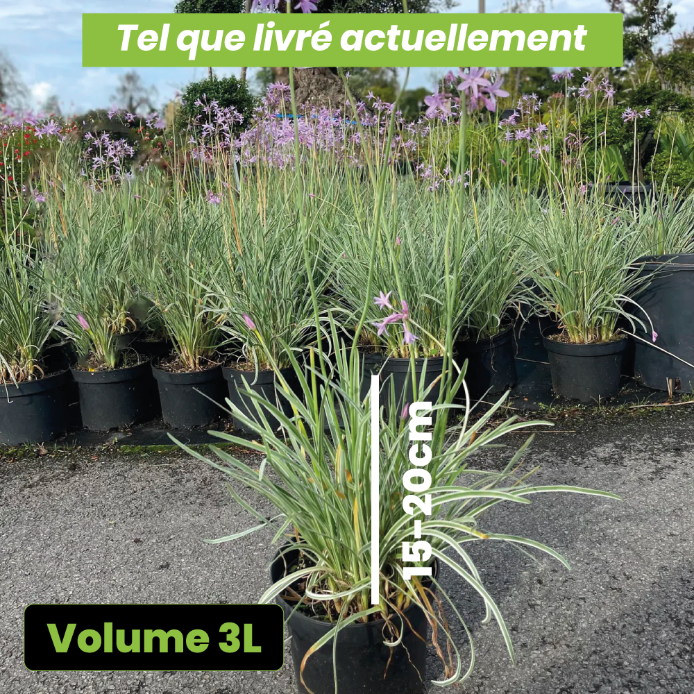 Tulbaghia violacea silver lace - Volume 3L / 15-20cm