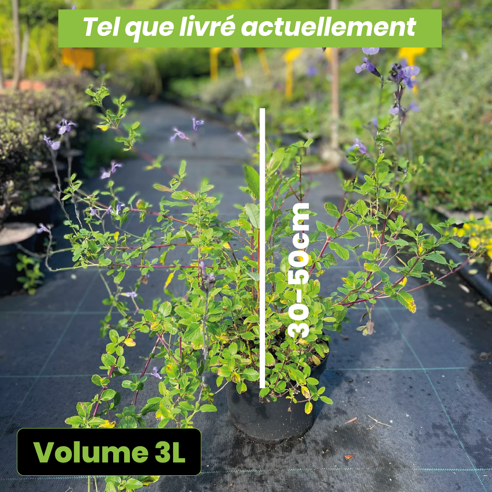 Salvia microphylla so cool pale blue - Volume 3L / 30-50cm