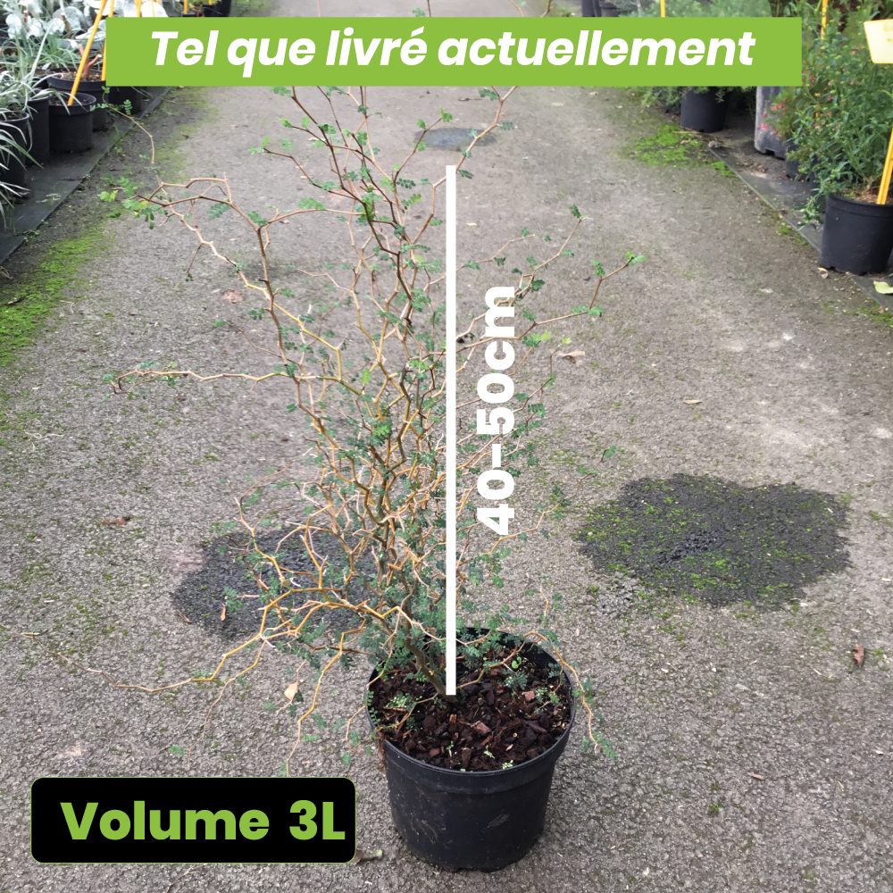 Sophora Prostata Little Baby - Volume 3L / 40-50cm