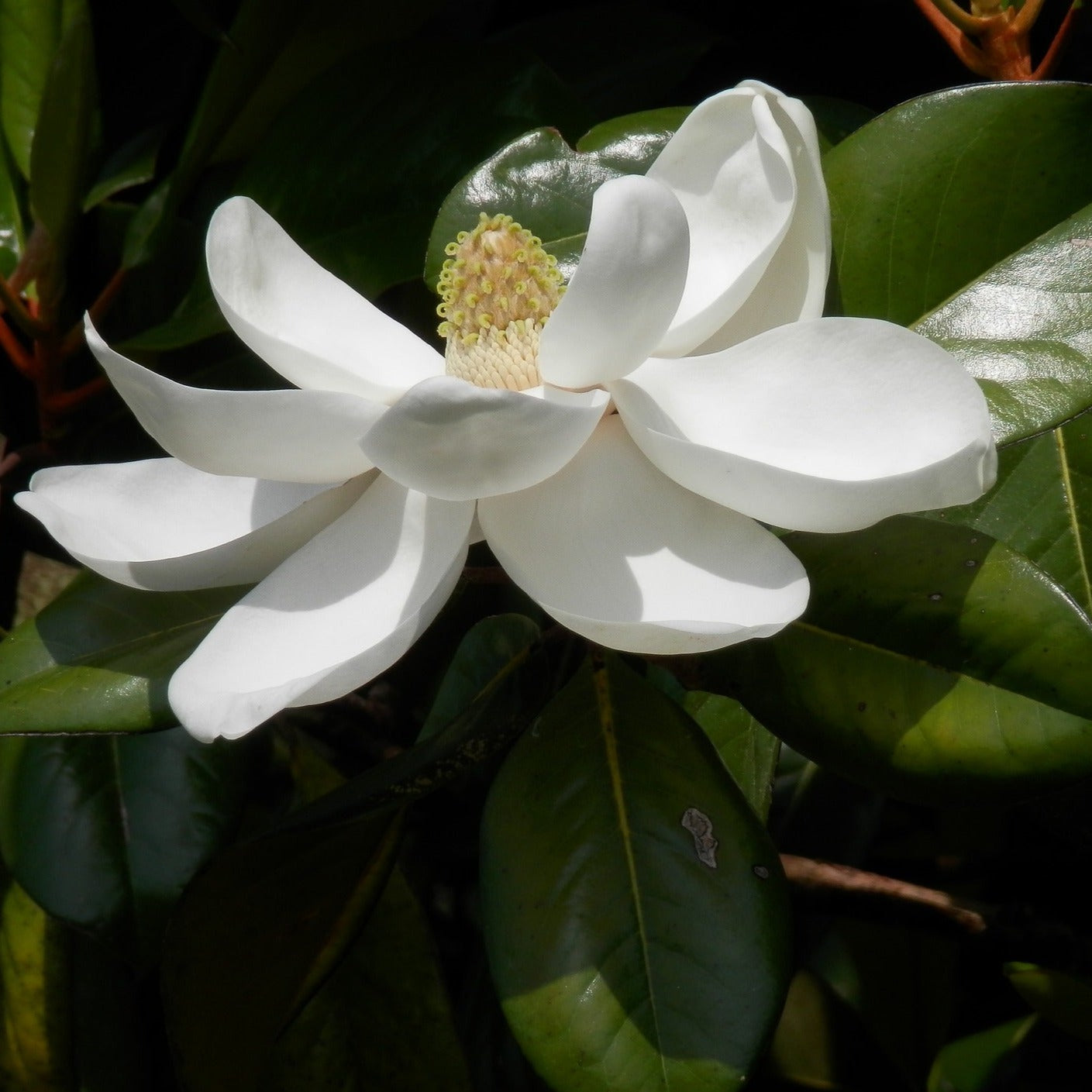 Magnolia Grandiflora Le Nantais - Volume 3L / 40-60cm