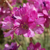 Armeria maritima düsseldorfer stolz - Volume 3L / 10-15cm