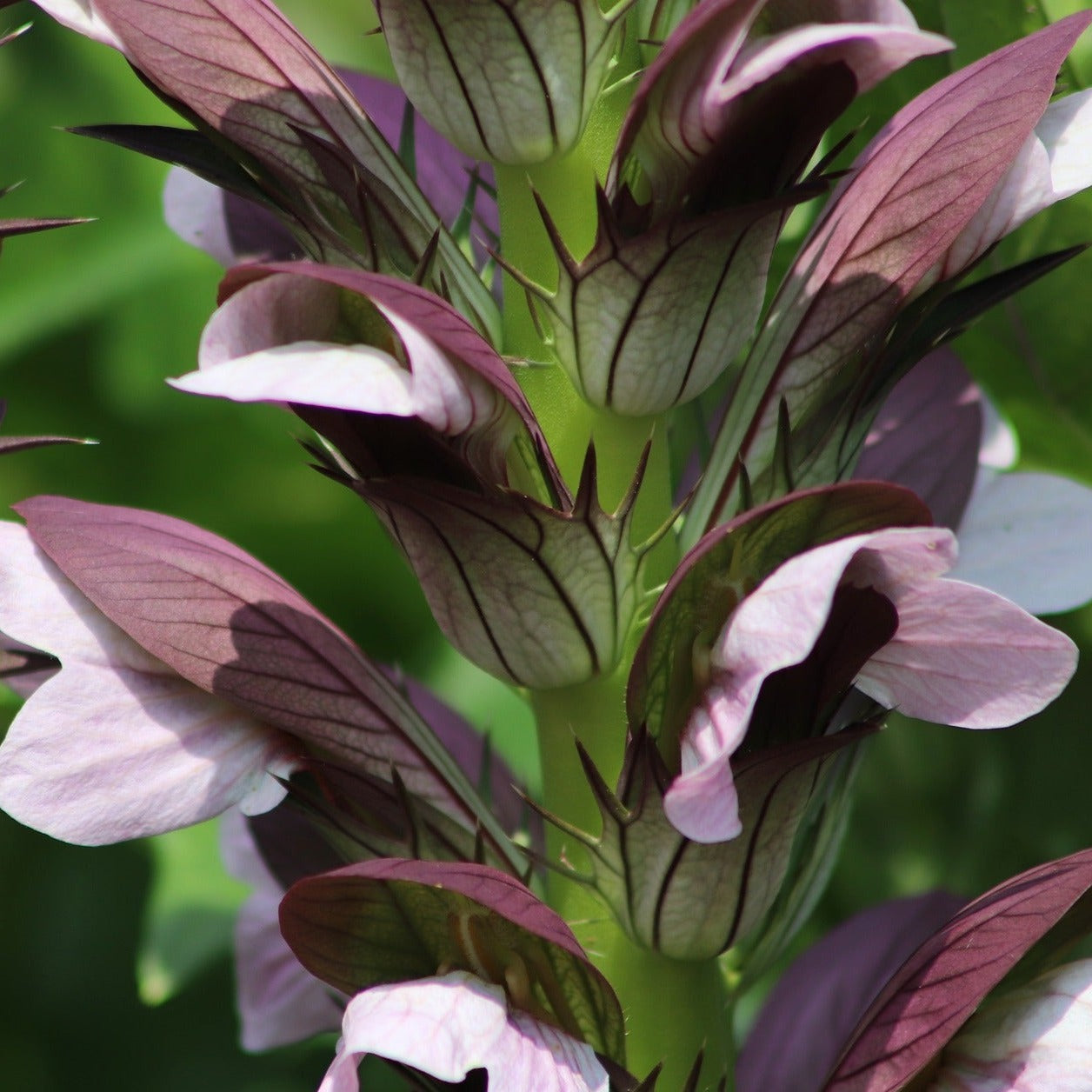 Acanthus Mollis - Acanthe à feuilles molles