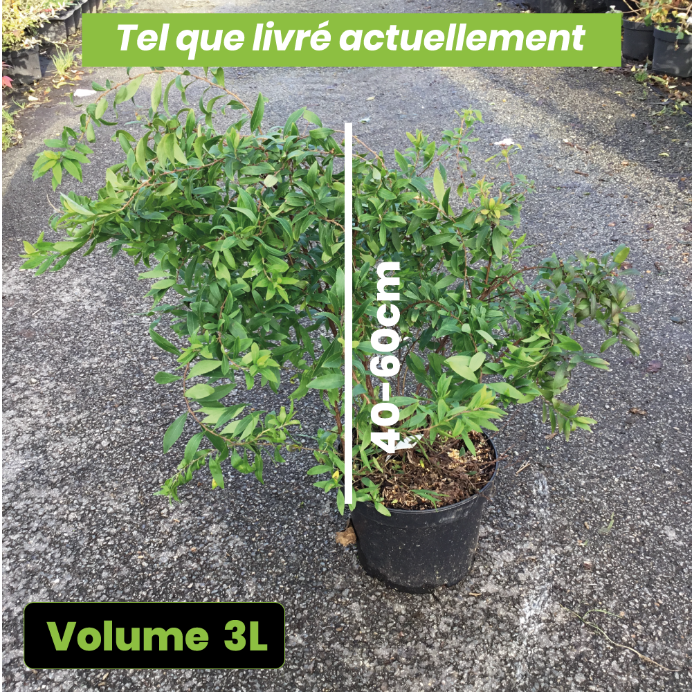 Spiraea Thunbergii Fujimo Pink - Spirée de Thunberg - Volume 3L / 40-60cm