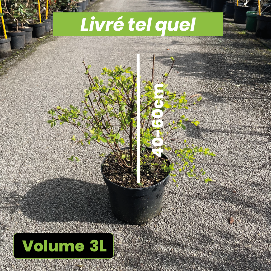 Spiraea Vanhouttei blanche - Spirée de Van Houtte - Volume 3L / 40-60cm